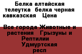 Белка алтайская телеутка, белка черная кавказская › Цена ­ 5 000 - Все города Животные и растения » Грызуны и Рептилии   . Удмуртская респ.,Глазов г.